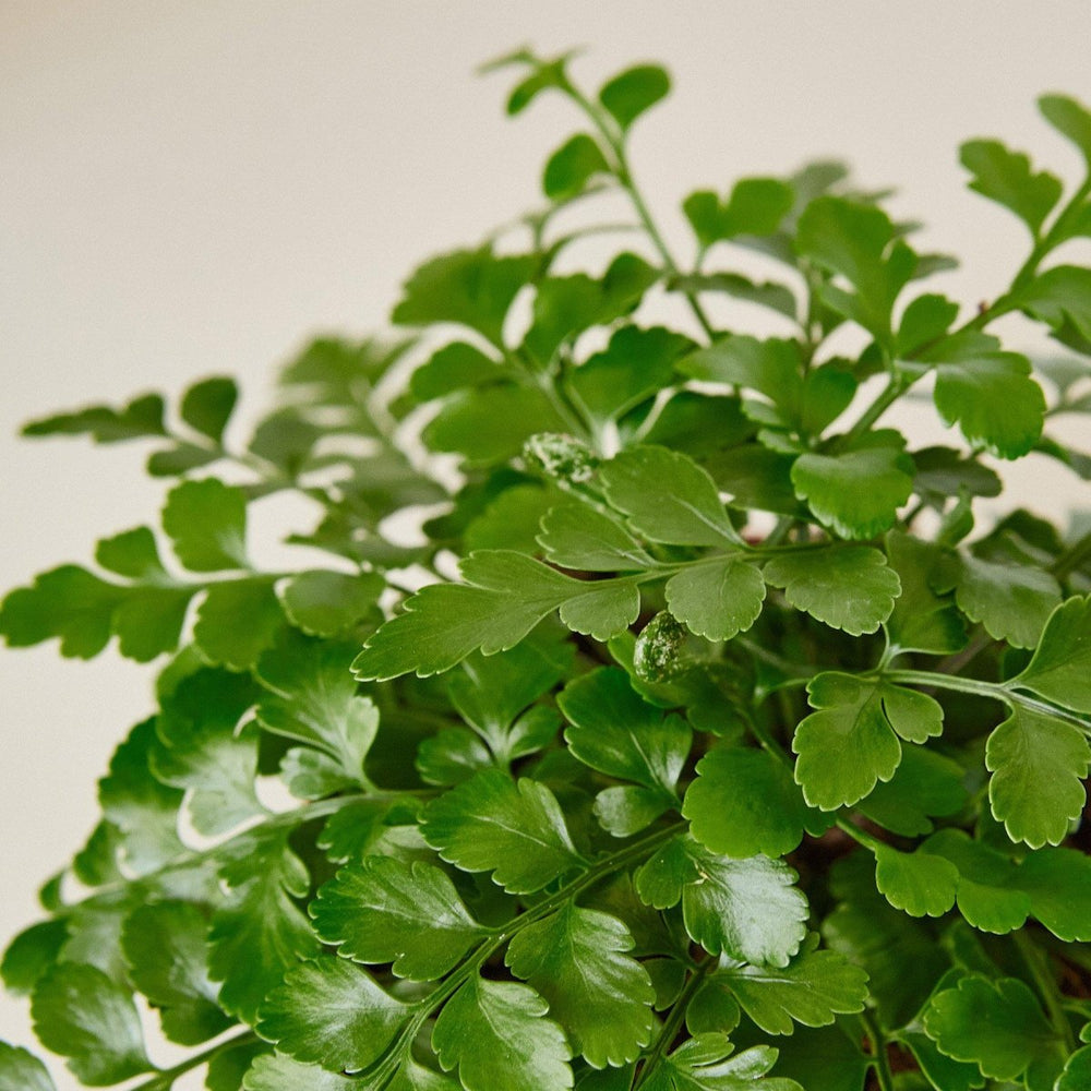 lily & onyx Austral Gem Fern Houseplant - lily & onyx