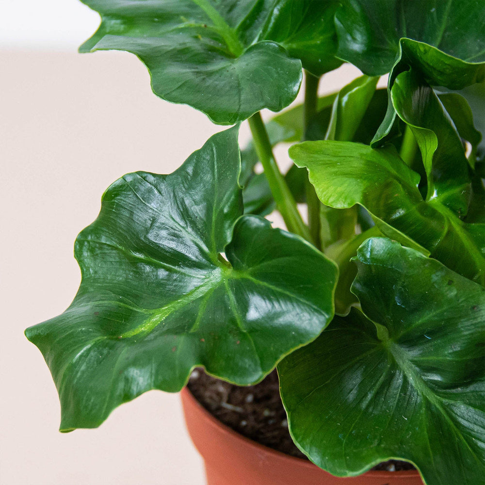 
                      
                        Philodendron 'Atom' Houseplant
                      
                    