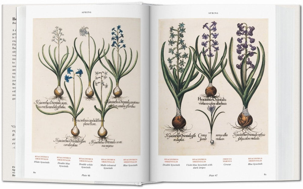 
                      
                        TASCHEN Basilius Besler. Florilegium. The Book of Plants (English) - lily & onyx
                      
                    