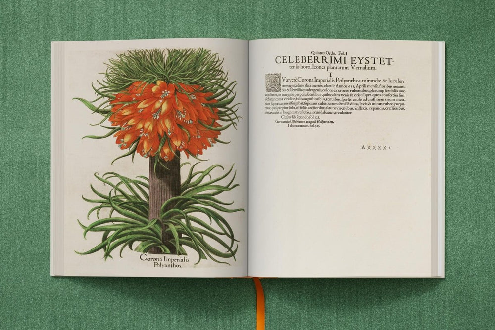 
                      
                        TASCHEN Basilius Besler. The Garden at Eichstätt (German, French, English) (FFE) - lily & onyx
                      
                    