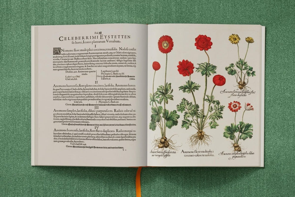 
                      
                        TASCHEN Basilius Besler. The Garden at Eichstätt (German, French, English) (FFE) - lily & onyx
                      
                    