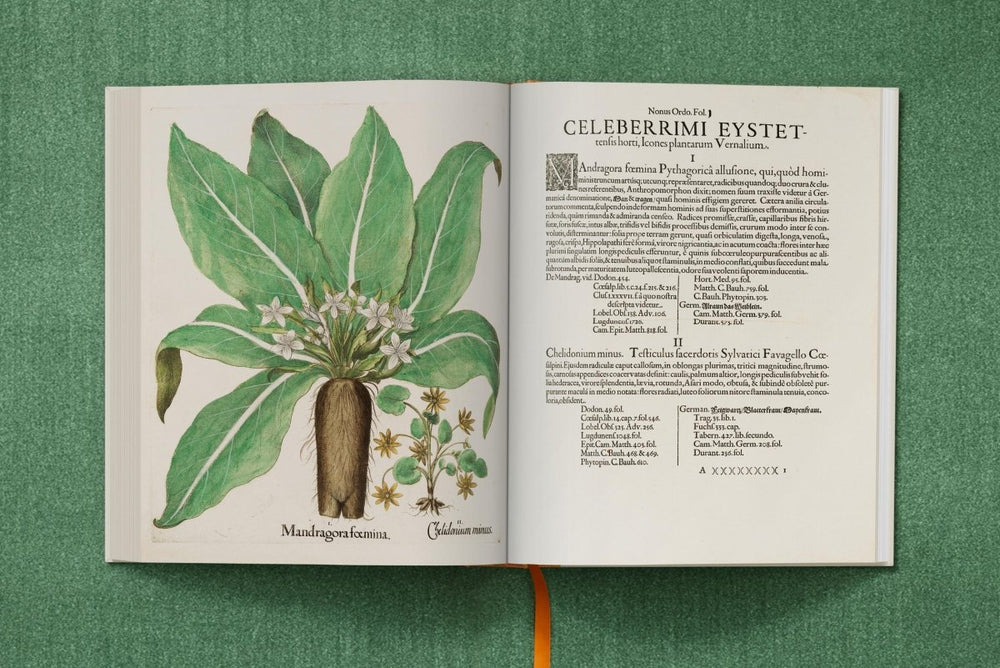 
                      
                        TASCHEN Basilius Besler. The Garden at Eichstätt (German, French, English) (FFE) - lily & onyx
                      
                    