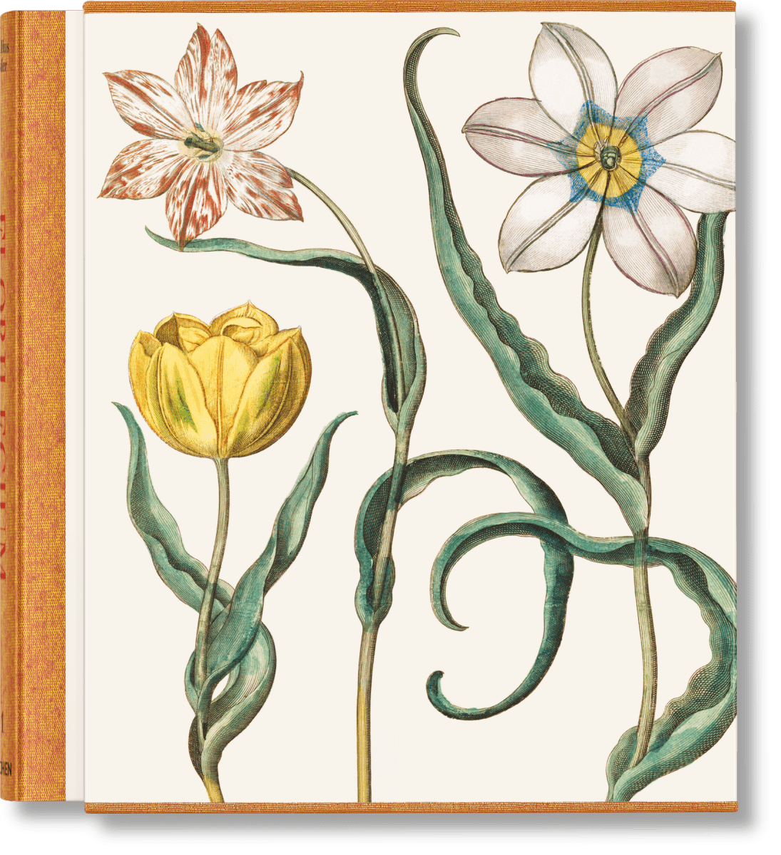 TASCHEN Basilius Besler. The Garden at Eichstätt (German, French, English) (FFE) - lily & onyx