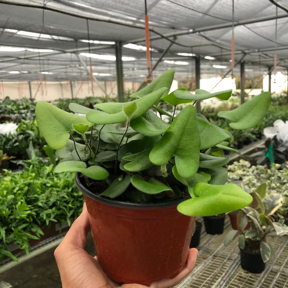 
                      
                        Fern 'Heart'
                      
                    