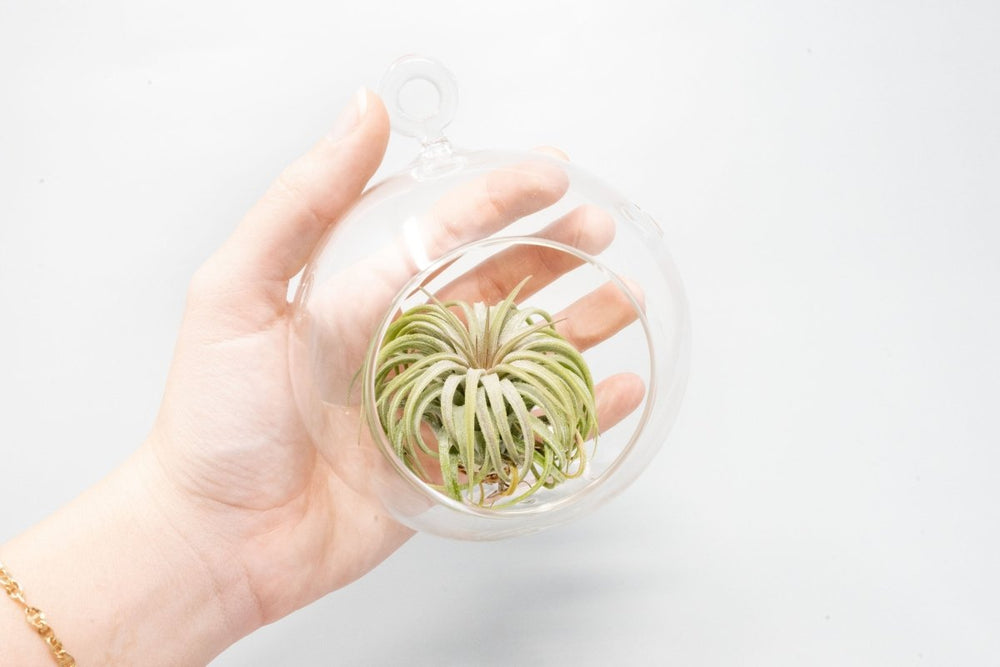 
                      
                        Air Plant Supply Co. Beach Terrarium in Flat Bottom Globe with White Sand and Tillandsia Ionantha - lily & onyx
                      
                    