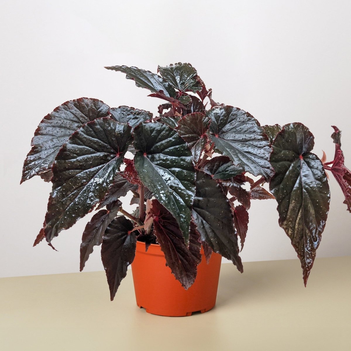lily & onyx Begonia 'Black Magic' Houseplant - lily & onyx