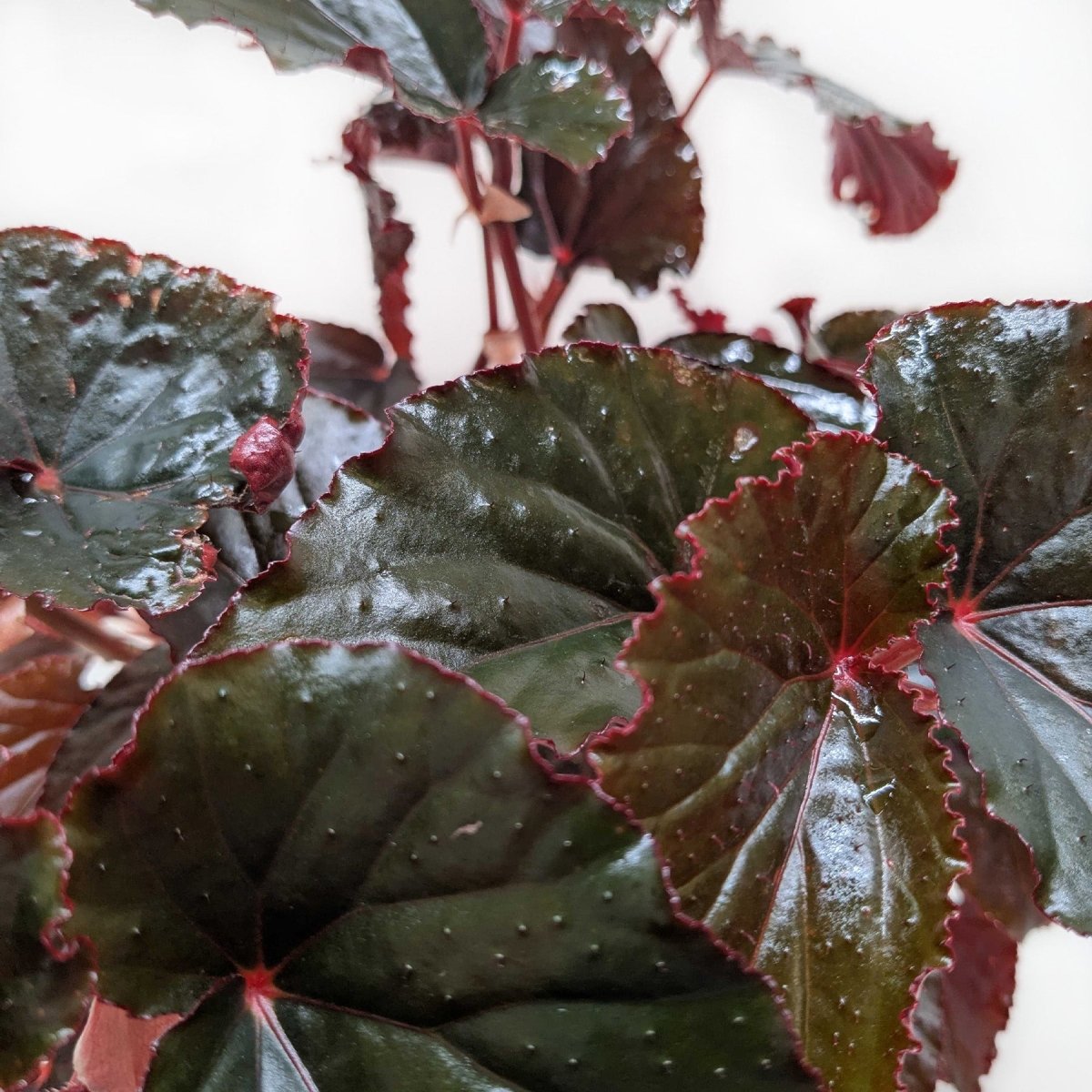 lily & onyx Begonia 'Black Magic' Houseplant - lily & onyx