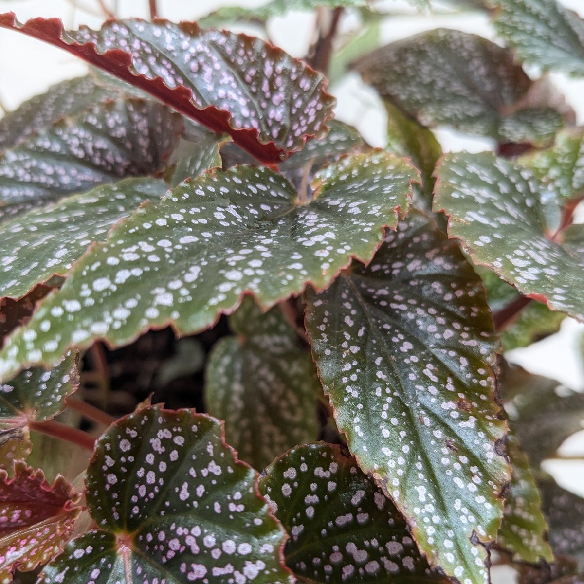 lily & onyx Begonia 'Corallina' Houseplant - lily & onyx