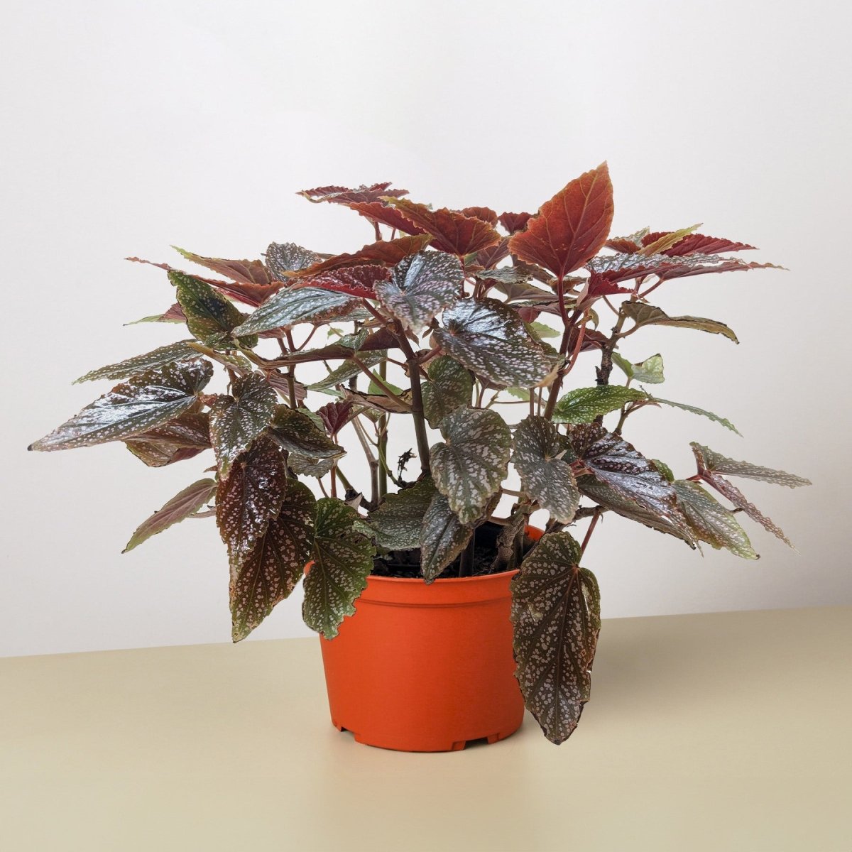 lily & onyx Begonia 'Corallina' Houseplant - lily & onyx