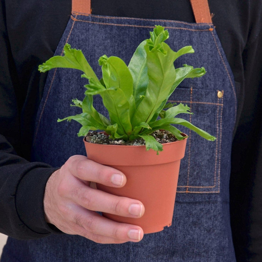 
                      
                        lily & onyx Bird Nest 'Leslie' Fern Houseplant - lily & onyx
                      
                    