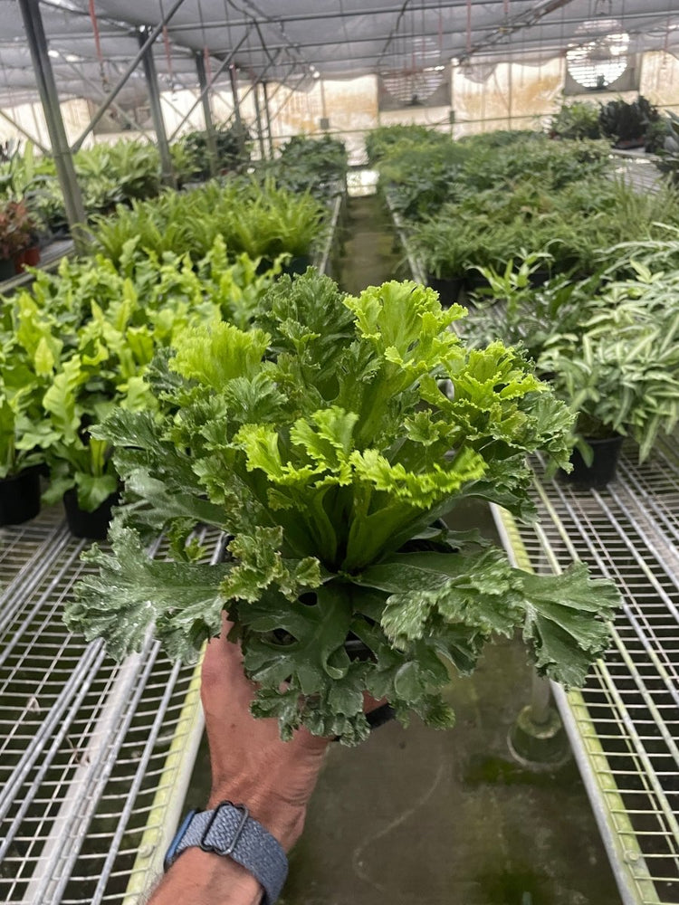
                      
                        lily & onyx Bird Nest 'Leslie' Fern Houseplant - lily & onyx
                      
                    