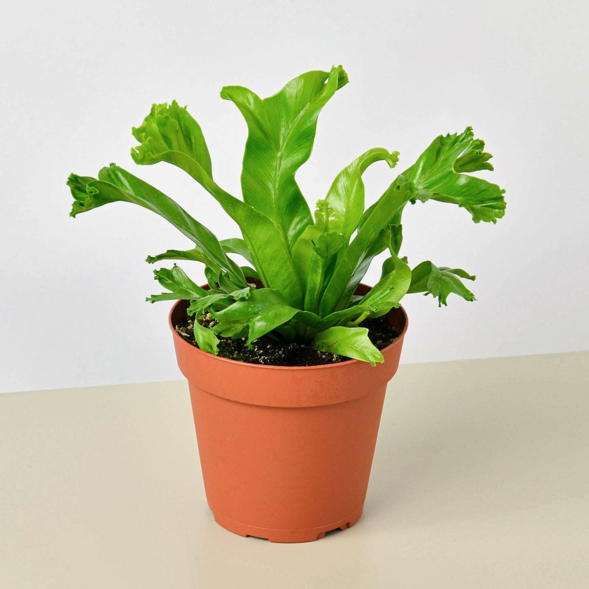 lily & onyx Bird Nest 'Leslie' Fern Houseplant - lily & onyx