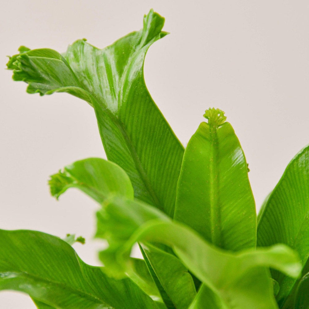 lily & onyx Bird Nest 'Leslie' Fern Houseplant - lily & onyx