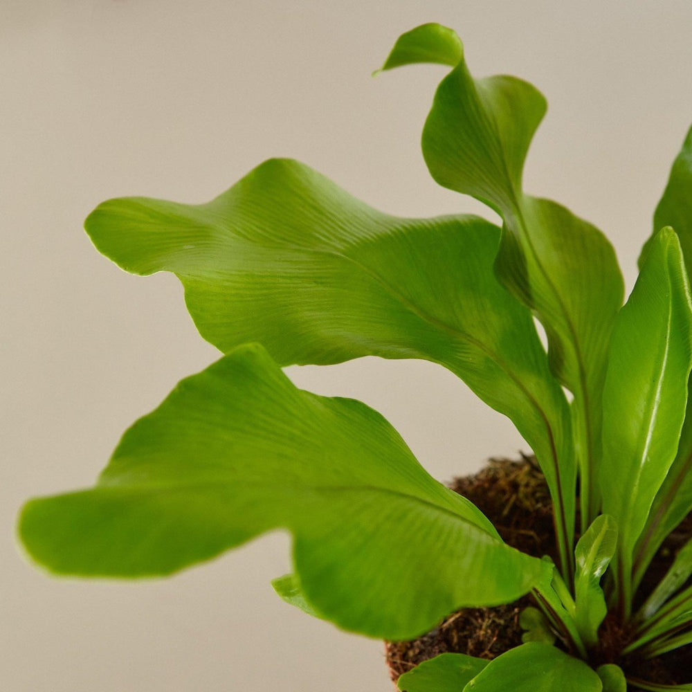 lily & onyx Bird's Nest 'Nidus' Fern Houseplant - lily & onyx