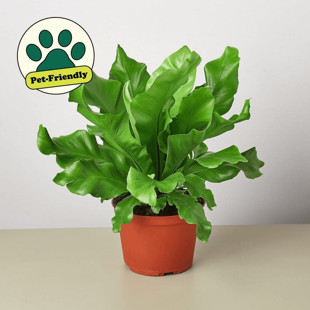 
                      
                        lily & onyx Bird's Nest 'Nidus' Fern Houseplant - lily & onyx
                      
                    