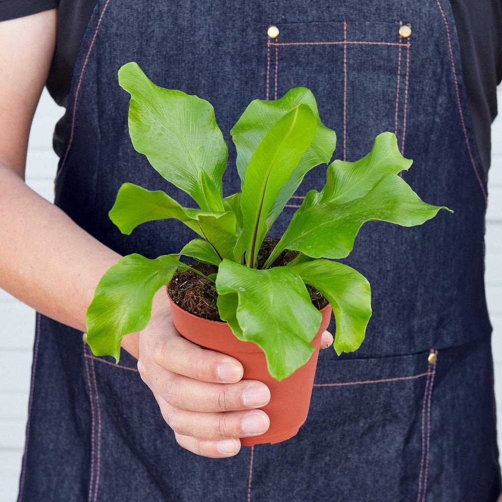 
                      
                        lily & onyx Bird's Nest 'Nidus' Fern Houseplant - lily & onyx
                      
                    