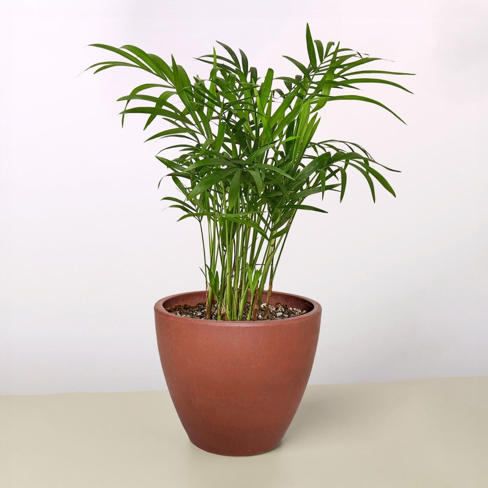 lily & onyx Black and TerraCotta Eco - Friendly Plant Pots - lily & onyx