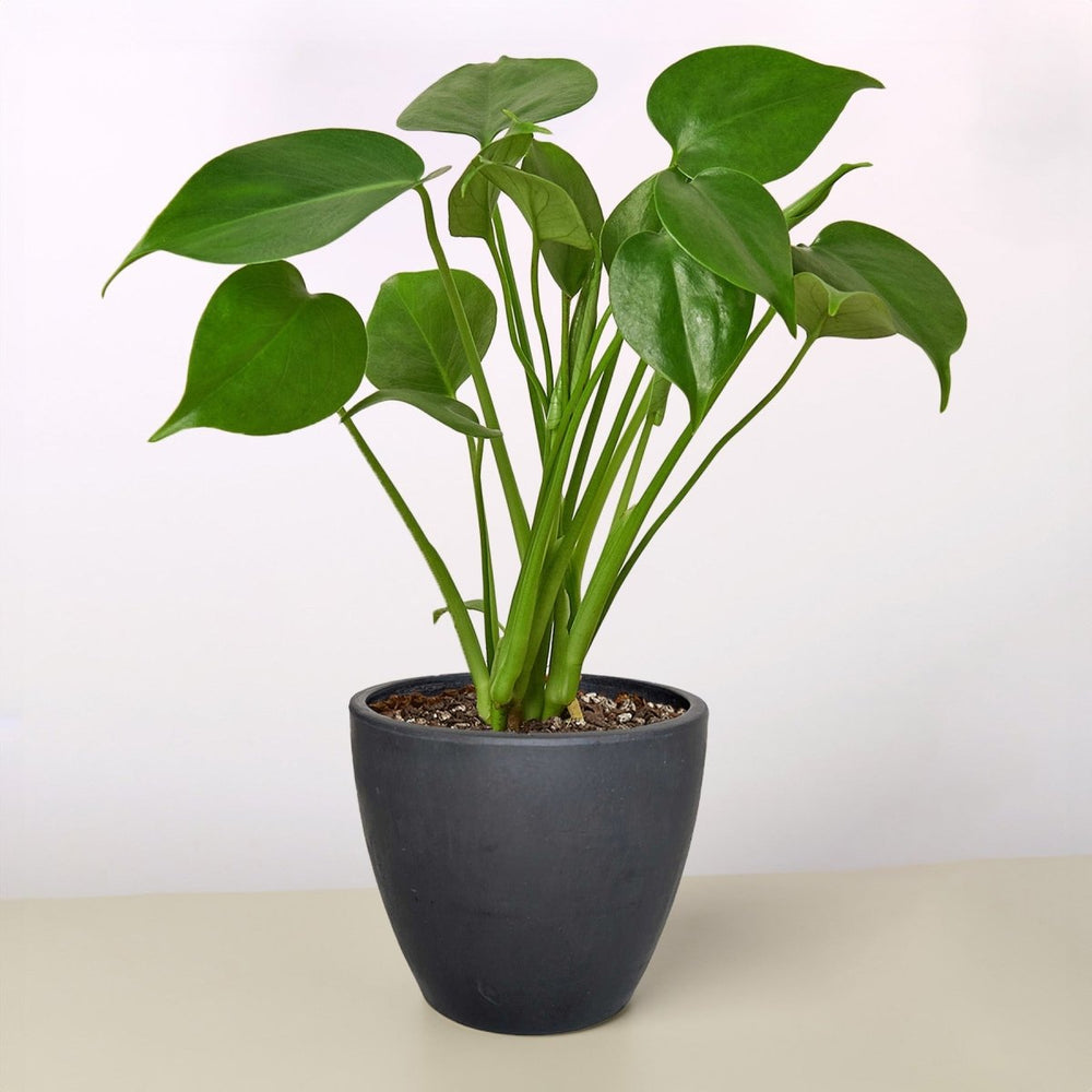 
                      
                        lily & onyx Black and TerraCotta Eco - Friendly Plant Pots - lily & onyx
                      
                    