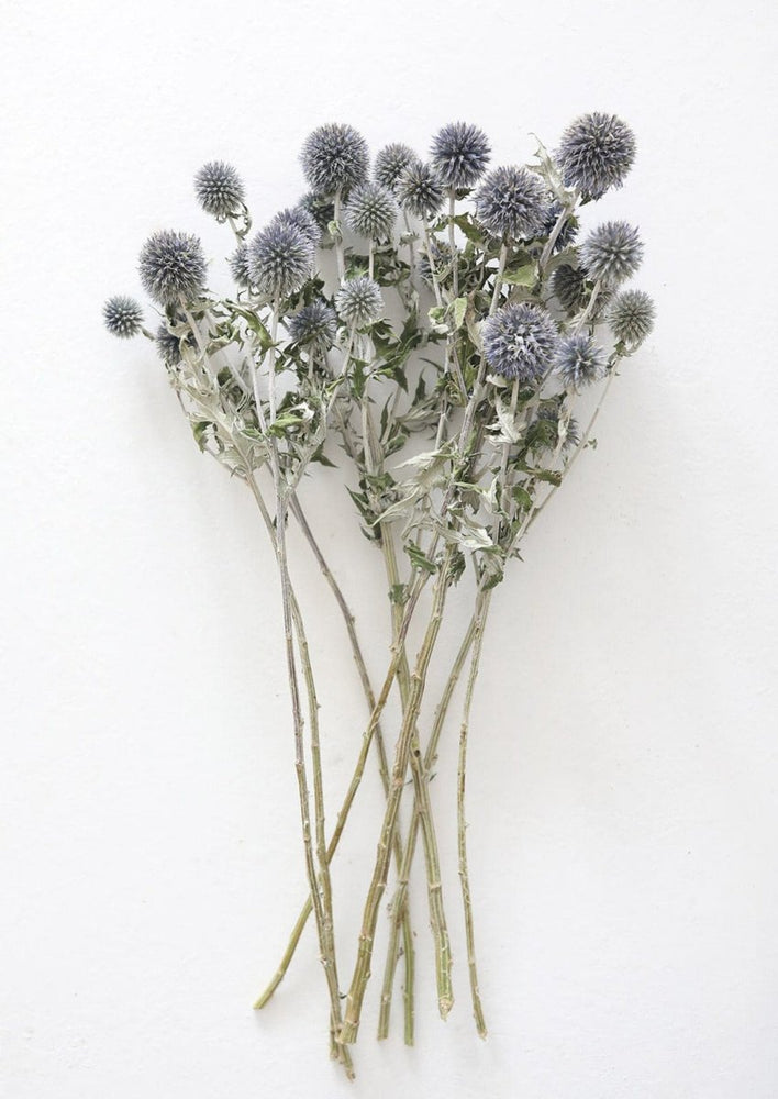 
                      
                        Afloral Blue Dried Echinops Globe Thistles, 16 - 22" - lily & onyx
                      
                    