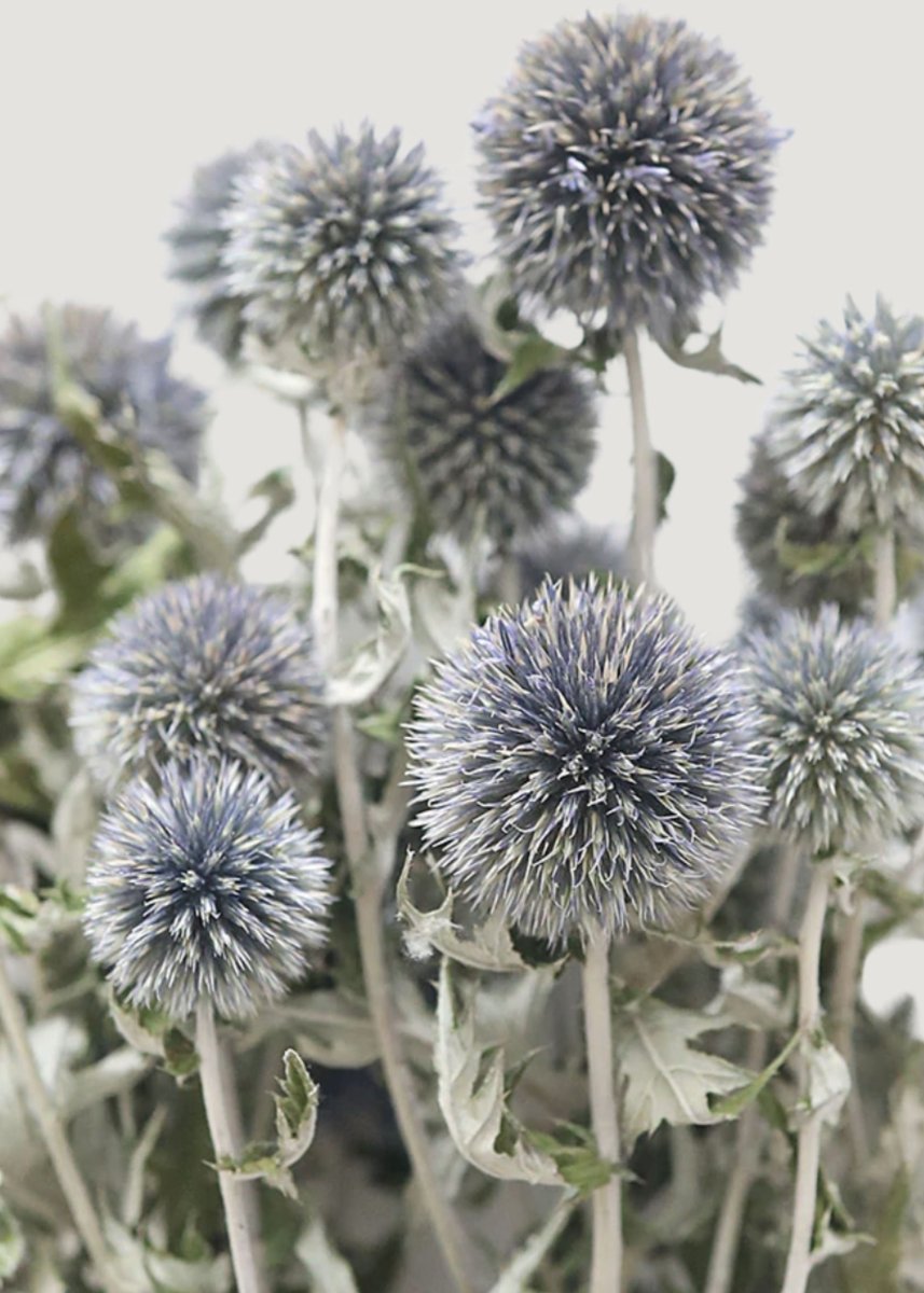 Afloral Blue Dried Echinops Globe Thistles, 16 - 22" - lily & onyx