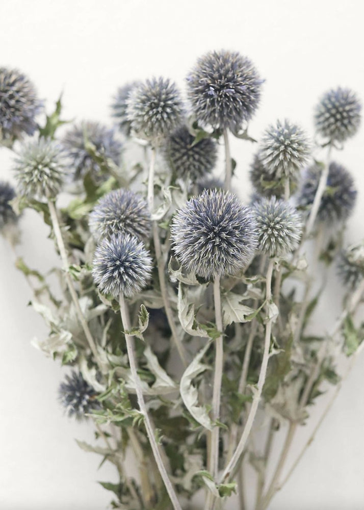 
                      
                        Afloral Blue Dried Echinops Globe Thistles, 16 - 22" - lily & onyx
                      
                    
