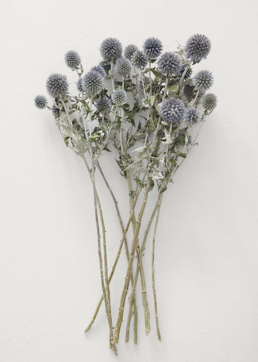 Afloral Blue Dried Echinops Globe Thistles, 16 - 22" - lily & onyx