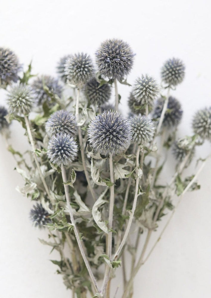 Afloral Blue Dried Echinops Globe Thistles, 16 - 22" - lily & onyx