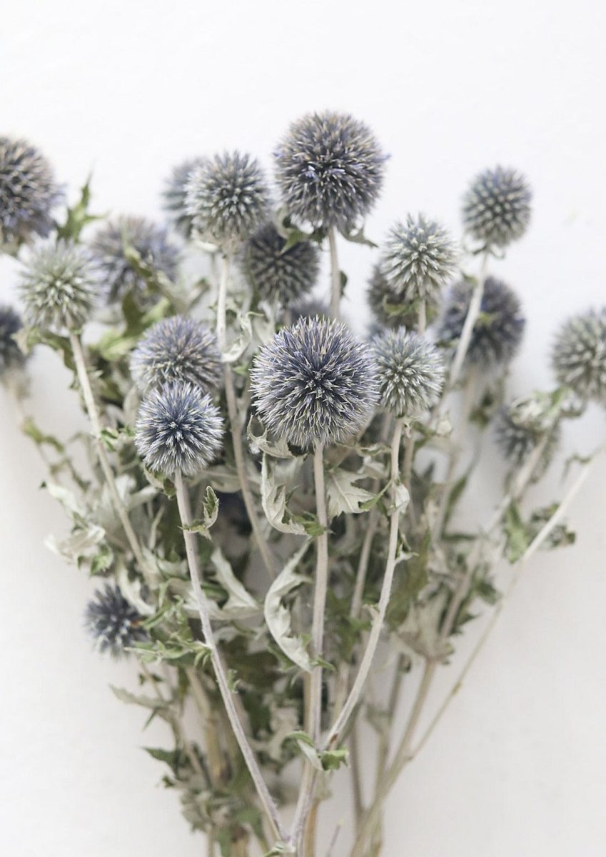 Afloral Blue Dried Echinops Globe Thistles, 16 - 22" - lily & onyx