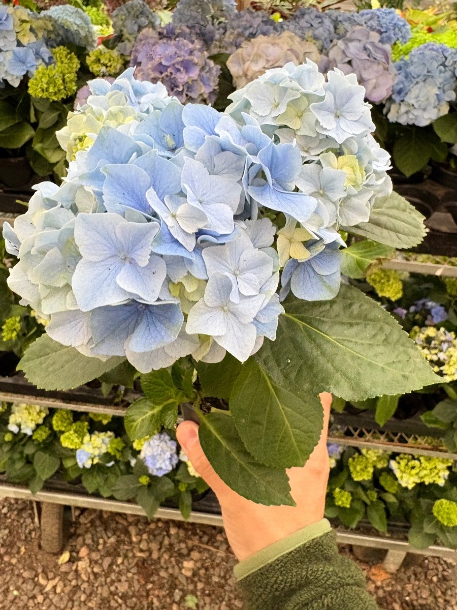 hydrangea house plant Blue Hydrangea Houseplant - Hardy Blooming Indoor Plant 4" & 6"
