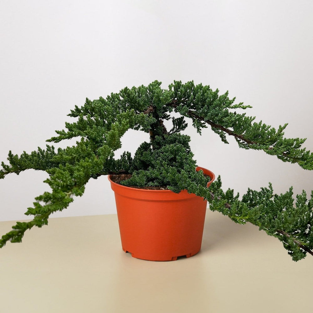 
                      
                        lily & onyx Bonsai Juniper Houseplant - lily & onyx
                      
                    