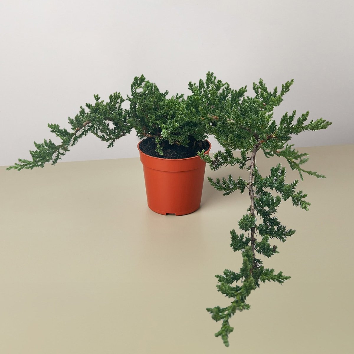 lily & onyx Bonsai Juniper Houseplant - lily & onyx