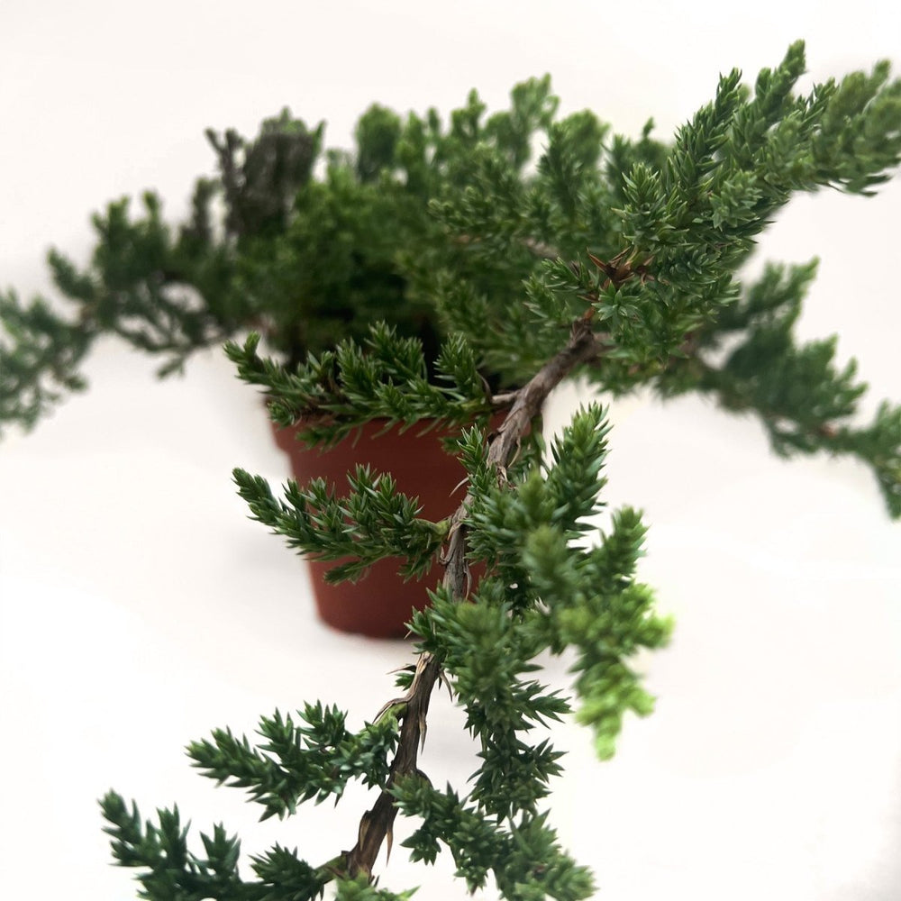 lily & onyx Bonsai Juniper Houseplant - lily & onyx