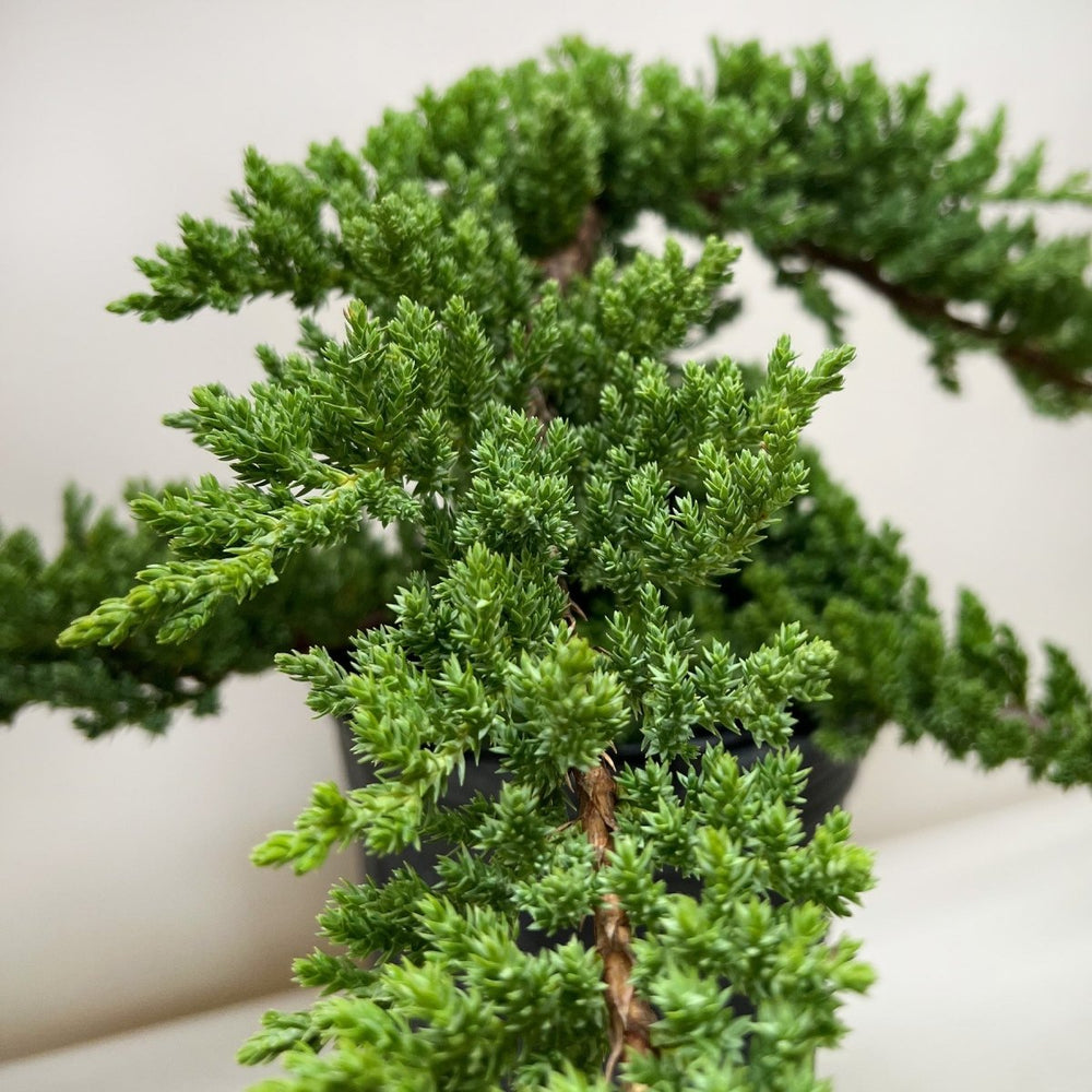 
                      
                        lily & onyx Bonsai Juniper Houseplant - lily & onyx
                      
                    