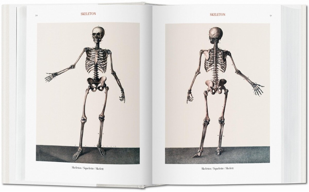 TASCHEN Bourgery. Atlas of Human Anatomy and Surgery (German, French, English) - lily & onyx