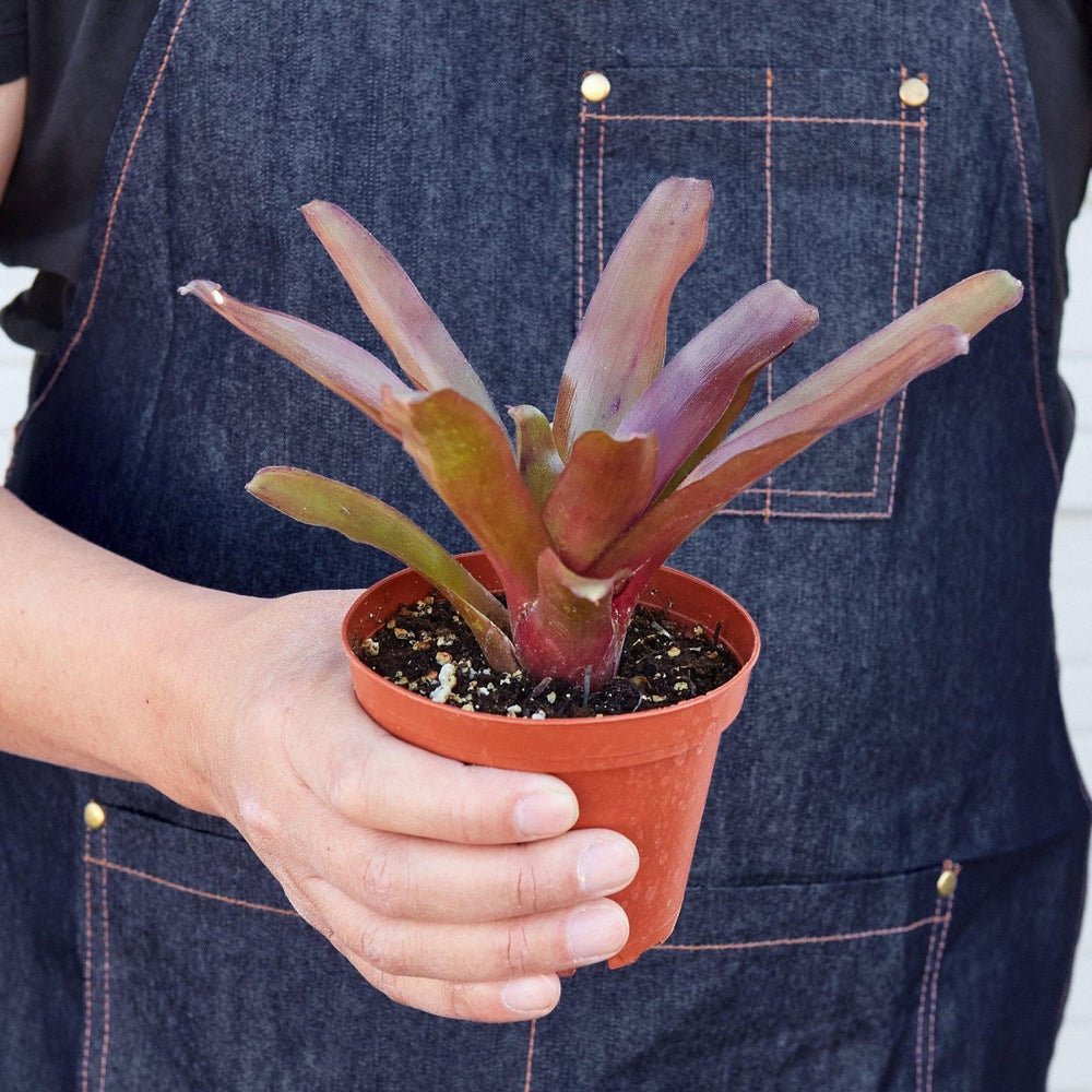 
                      
                        lily & onyx Bromeliad 'Fireball' Houseplant - lily & onyx
                      
                    