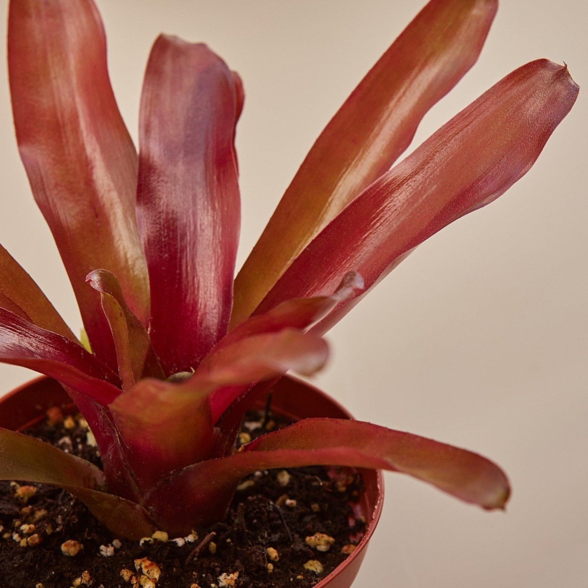 lily & onyx Bromeliad 'Fireball' Houseplant - lily & onyx