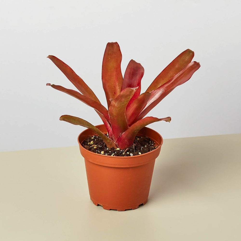 lily & onyx Bromeliad 'Fireball' Houseplant - lily & onyx