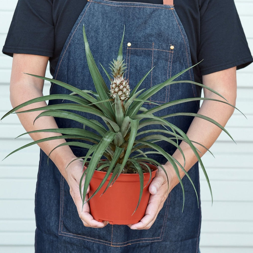
                      
                        lily & onyx Bromeliad 'Yellow Pineapple' 6" Houseplant - lily & onyx
                      
                    