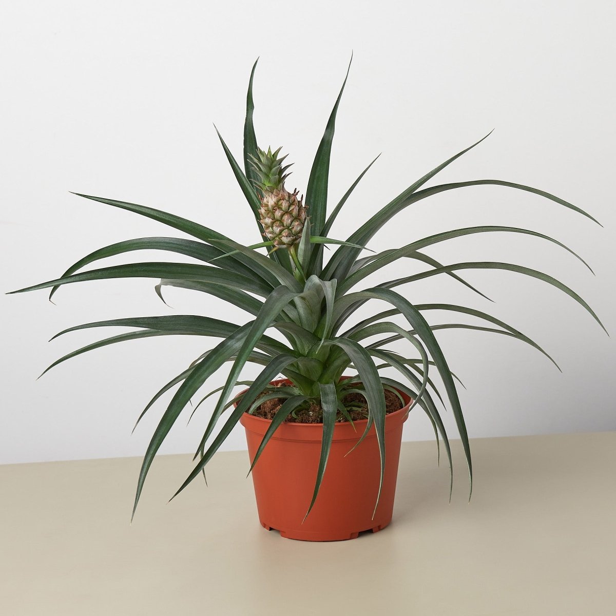 lily & onyx Bromeliad 'Yellow Pineapple' 6" Houseplant - lily & onyx