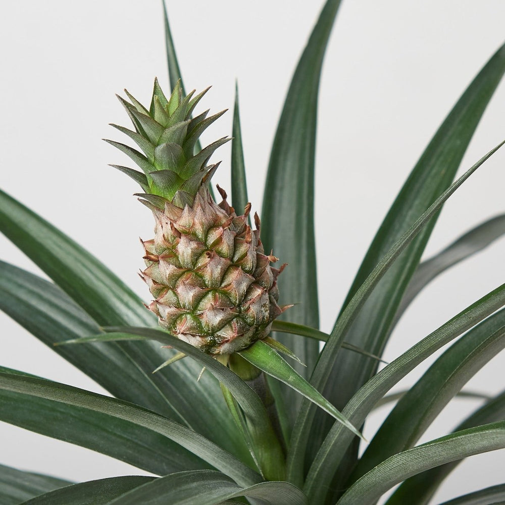 lily & onyx Bromeliad 'Yellow Pineapple' 6" Houseplant - lily & onyx