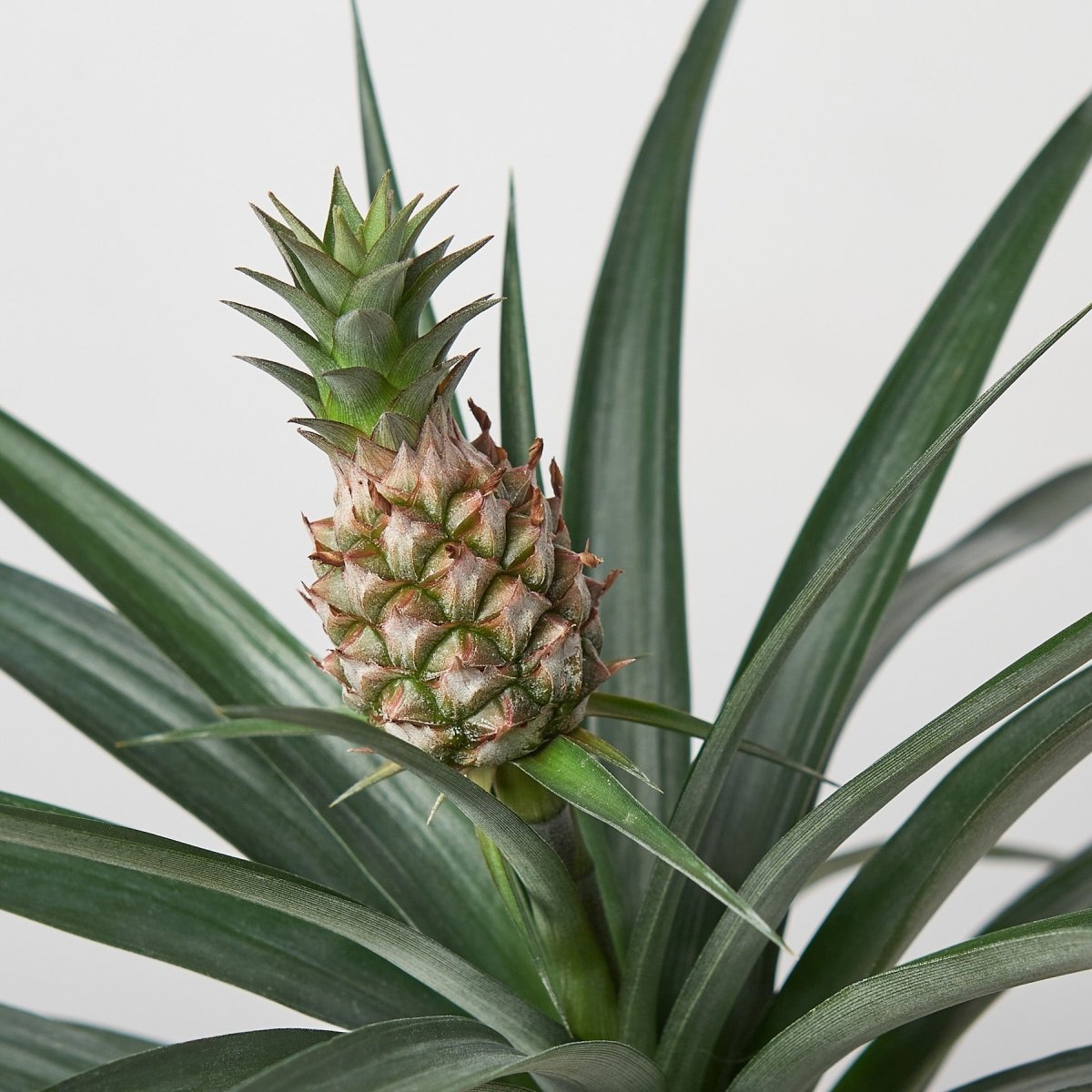 lily & onyx Bromeliad 'Yellow Pineapple' 6" Houseplant - lily & onyx