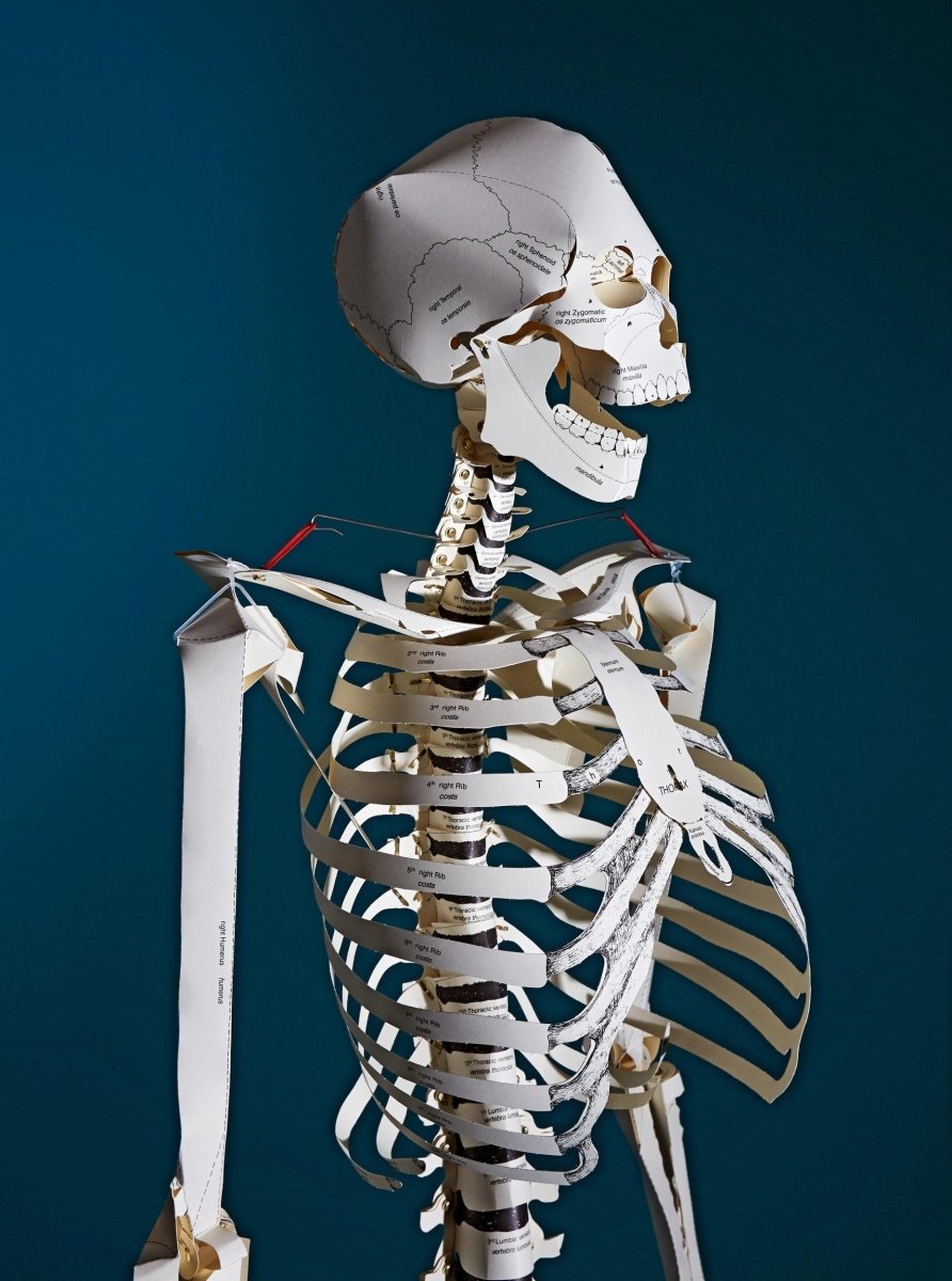 TASCHEN Build Your Own Human Skeleton (German, Spanish, French, English, Italian) - lily & onyx