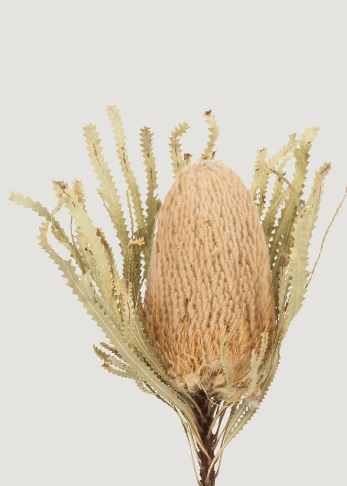 
                      
                        Afloral Bundle of 3 Dried Banksia Protea Flowers - 12 - 18" - lily & onyx
                      
                    