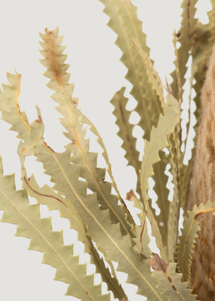 
                      
                        Afloral Bundle of 3 Dried Banksia Protea Flowers - 12 - 18" - lily & onyx
                      
                    