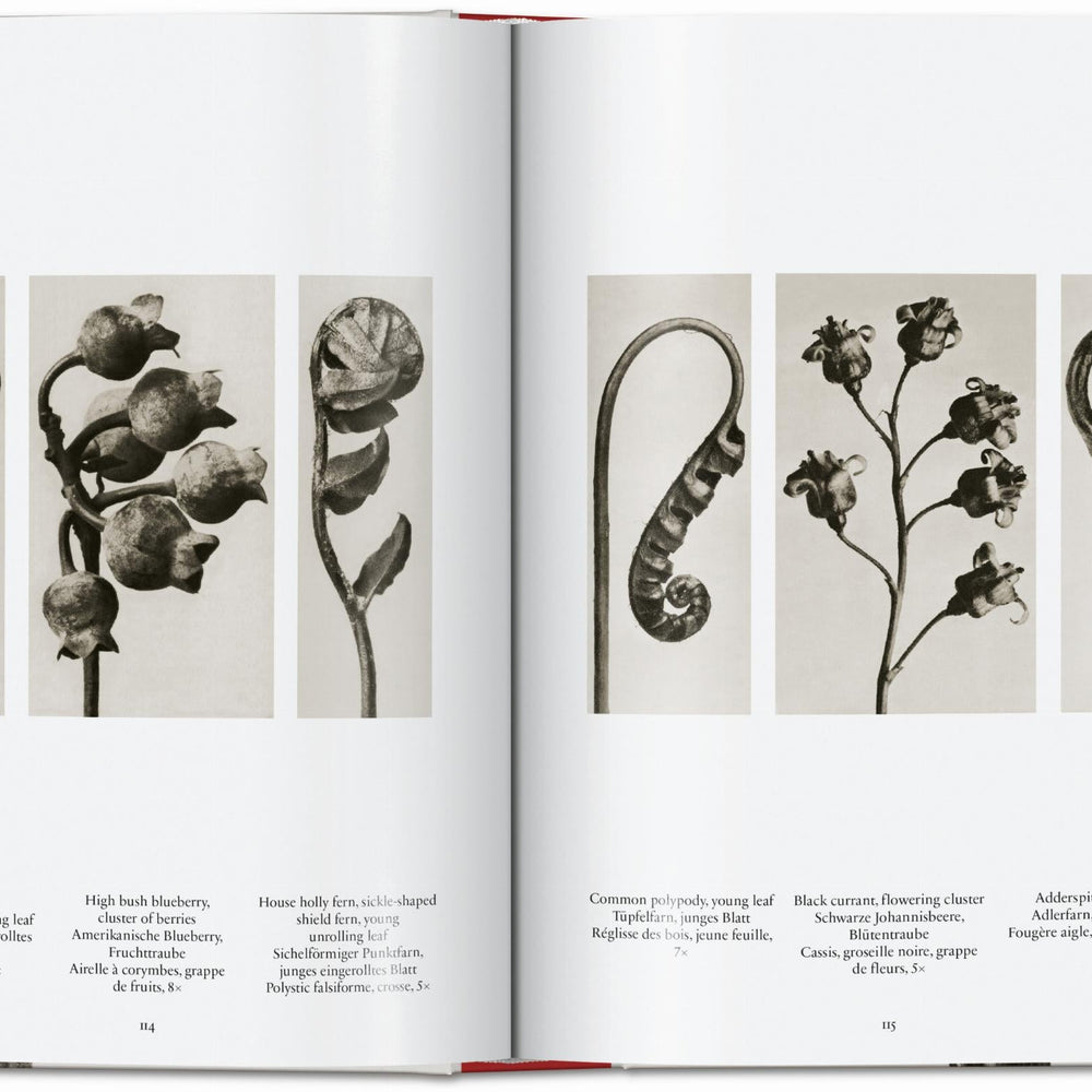 
                      
                        Karl Blossfeldt. The Complete Published Work. 40th Ed. (German, French, English)
                      
                    
