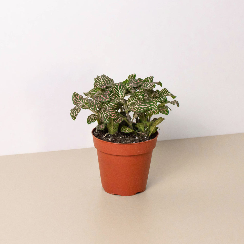 
                      
                        Fittonia 'Pink'
                      
                    