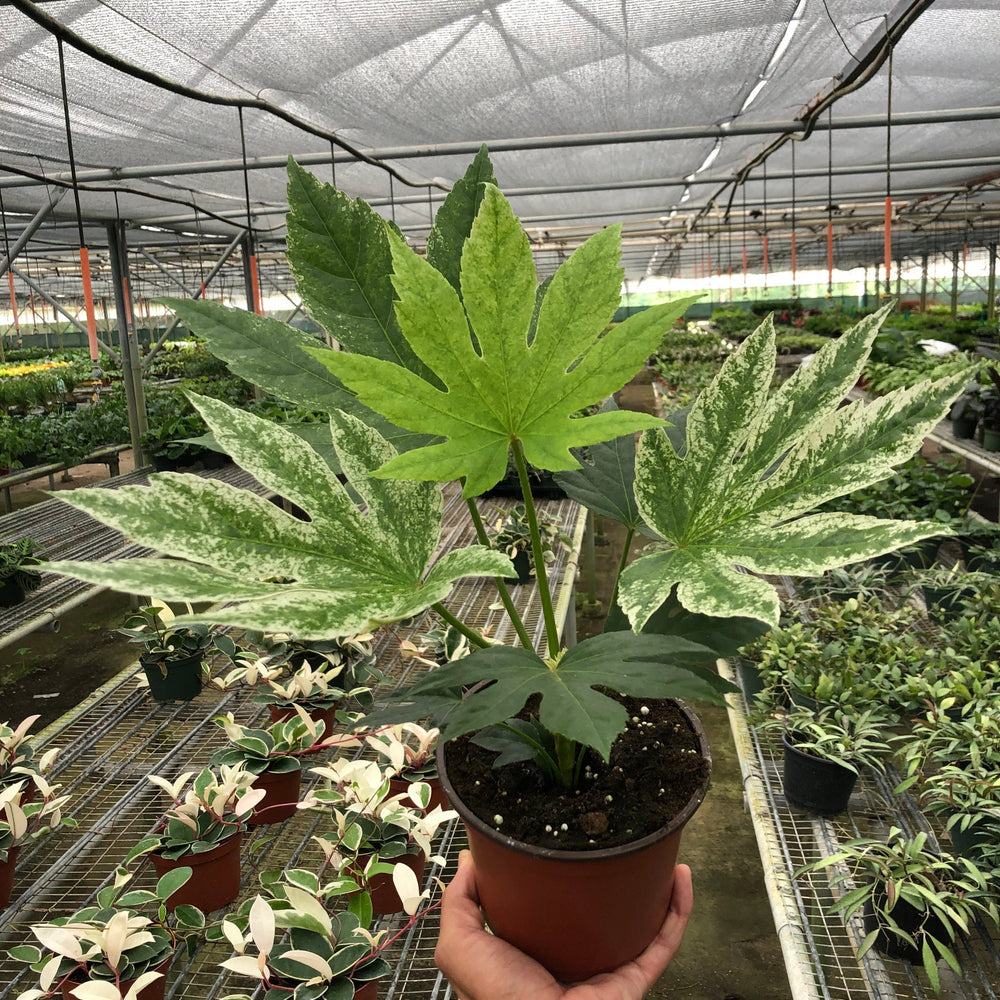 
                      
                        Fatsia 'Spider's Web'
                      
                    