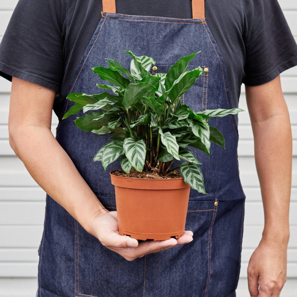 
                      
                        lily & onyx Calathea Concinna 'Freddie' Houseplant
                      
                    