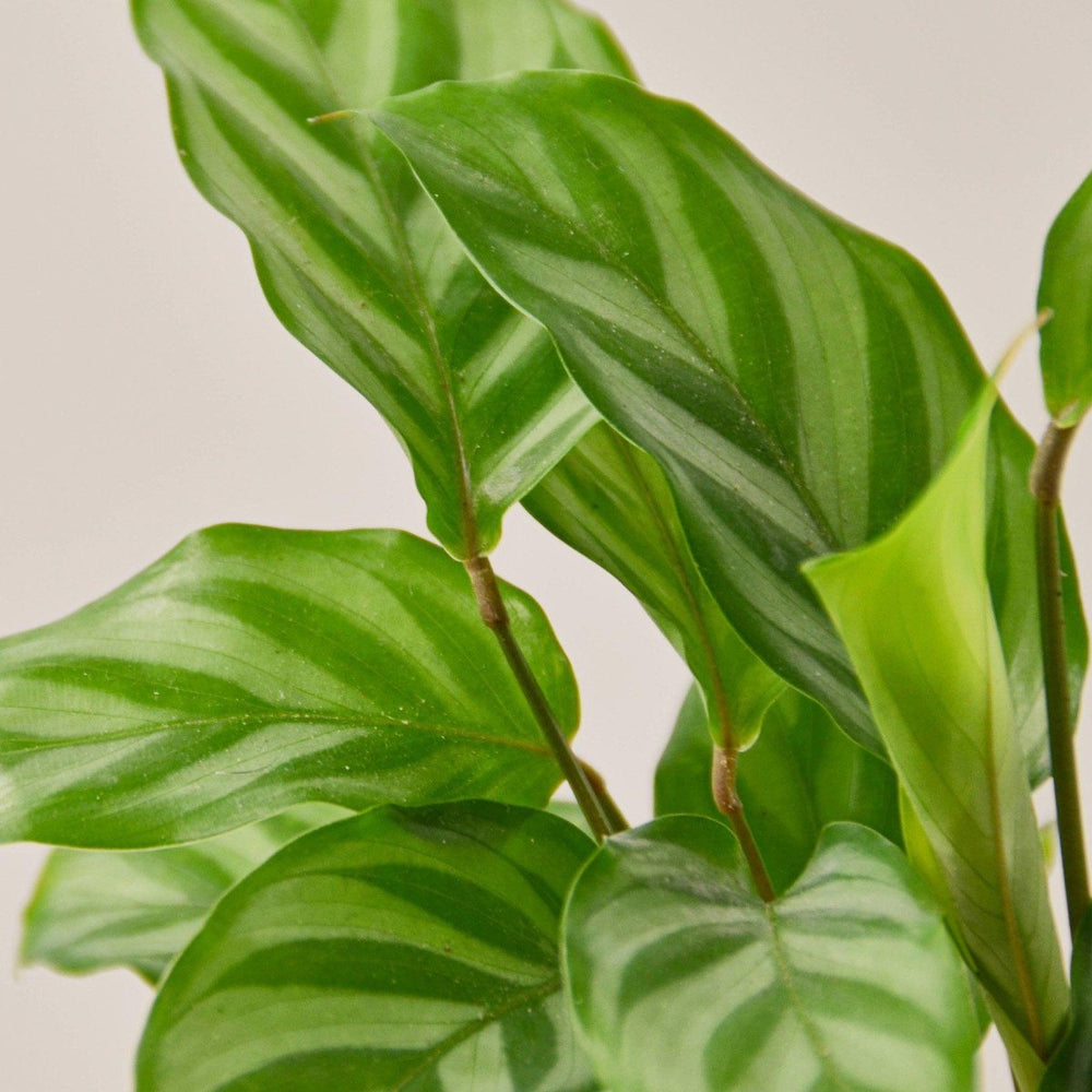 lily & onyx Calathea Concinna 'Freddie' Houseplant