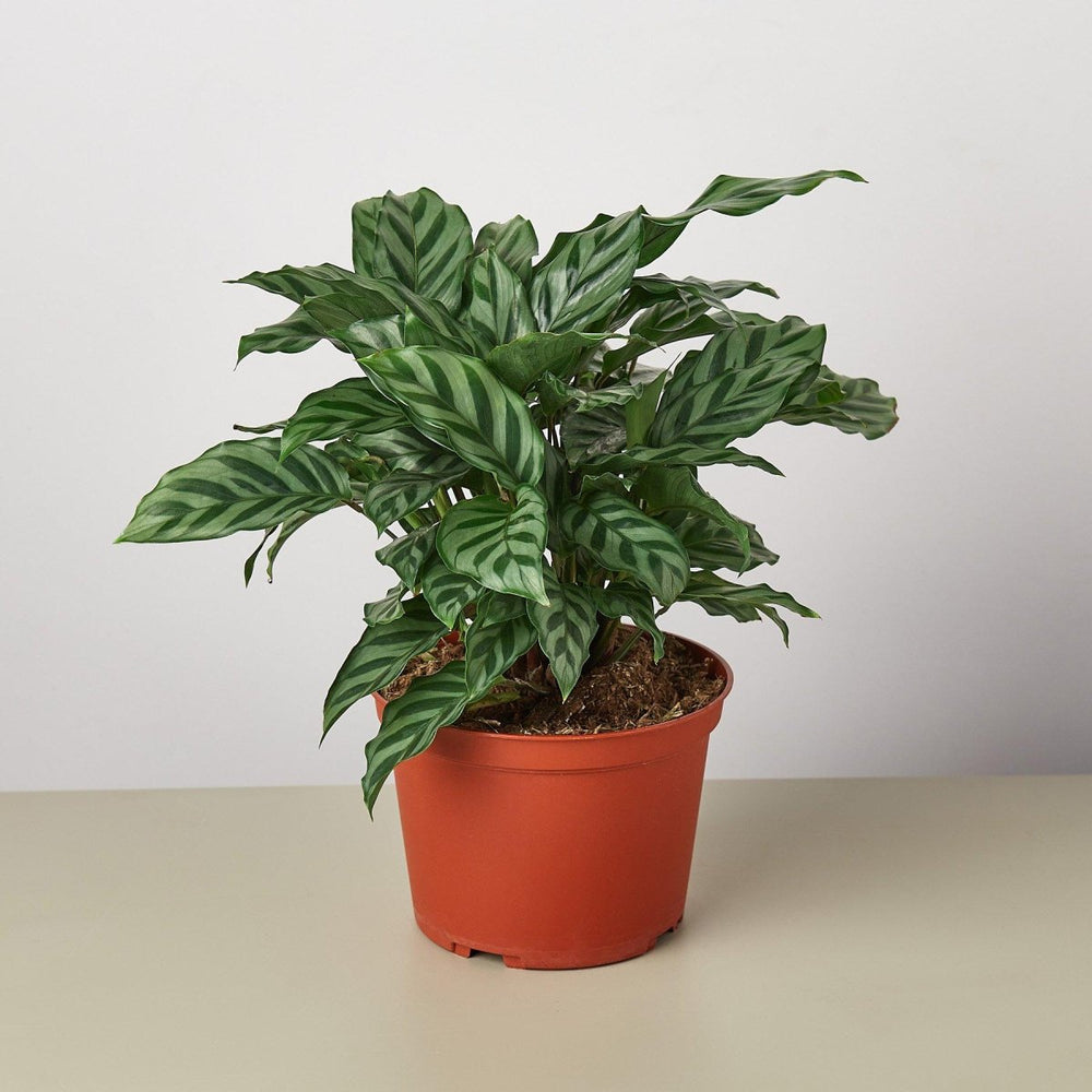 
                      
                        lily & onyx Calathea Concinna 'Freddie' Houseplant
                      
                    